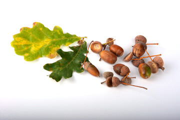 Oak acorns in autumn