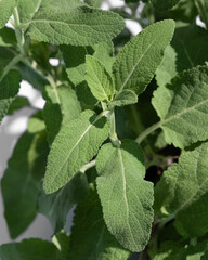 Spice plant sage in herb garden. Close-up of salvia officinalis herb. Fresh seasoning, home gardening, organic, eco food.