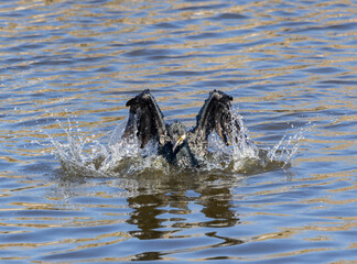 Obraz premium great blue heron ardea cinerea