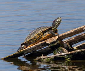 turtle on a log