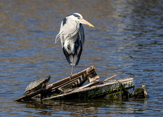 great blue heron ardea cinerea