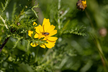 bee on yellow flower