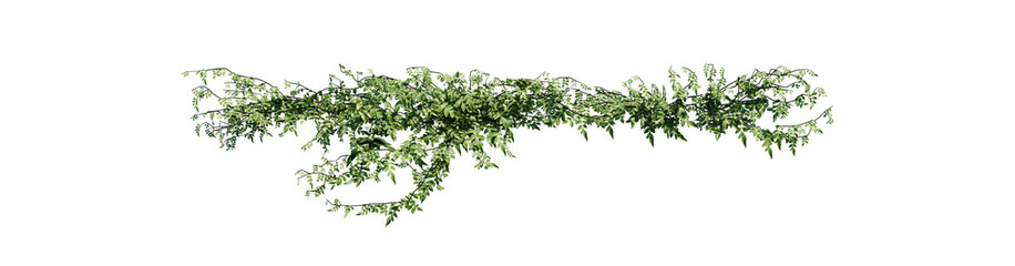 Obraz premium Plant and flower vine green ivy leaves tropic hanging, climbing isolated on transparent background.
