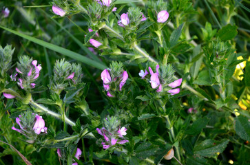 In the wild, Ononis arvensis blooms in the meadow