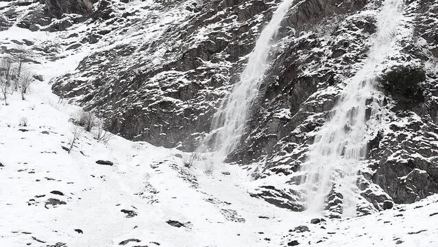 Majestic snow avalanche with Alpine chamois on the run (Rupicapra rupicapra)