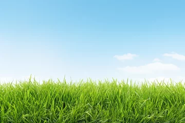 Foto op Plexiglas Green Grass Lawn on White Background. Fresh Natural Landscape with Blue Sky for Summer Imagery © Serhii