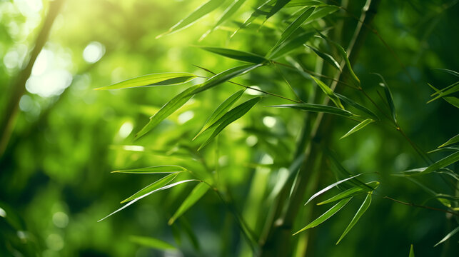 green bamboo pictures
