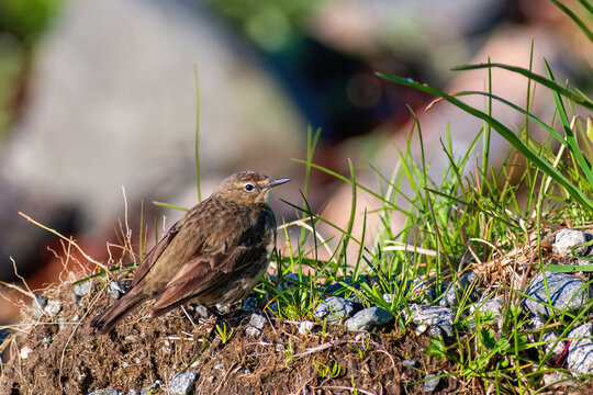 Meadow pipit sitting on the ground