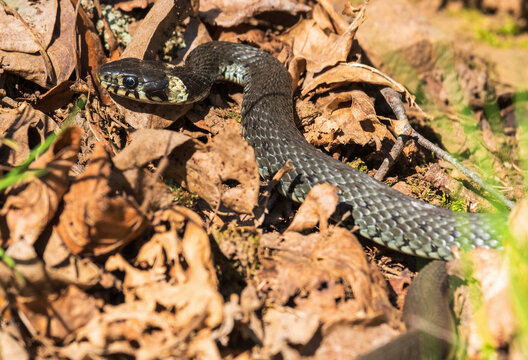 Grass snake that crawling on the ground
