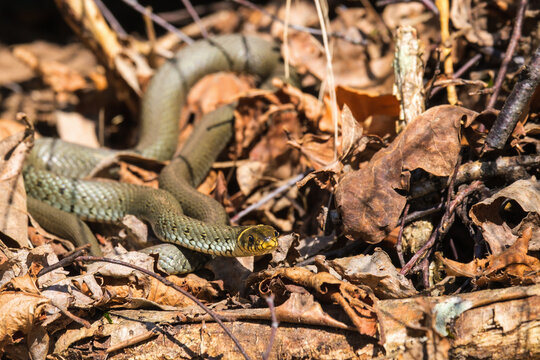 Grass snakes among old leaves looking at the camera