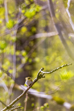 Spring with a Willow warbler on a tree branch