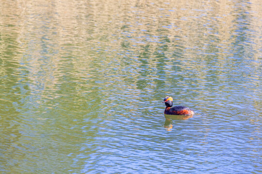 Horned grebe in a lake a sunny spring day