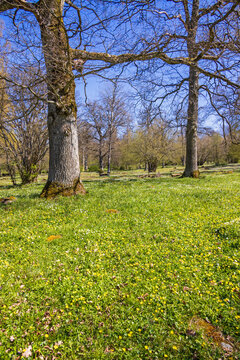 Wildflowers on a sunny meadow a beautiful sunny spring day