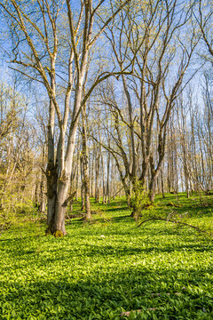 Budding forest with green ramson leaves on the ground