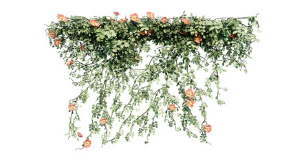 Plant and flower vine green ivy leaves tropic hanging, climbing isolated on transparent background.