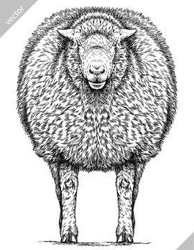 Vintage engraving isolated lamb set illustration ram ink sketch. Farm animal sheep background mutton silhouette art. Black and white hand drawn vector image