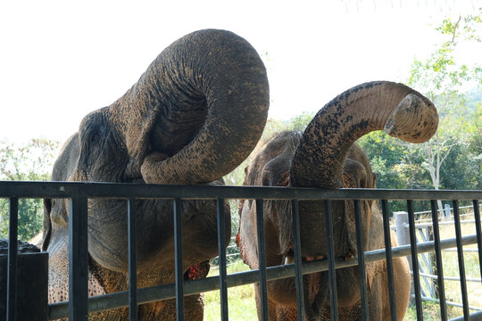Two Cute Elephant Trunks are getting food from tourists and placing it inside their mouths.