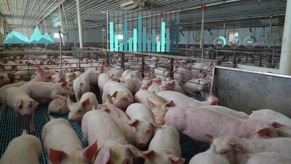Pigs in a smart factory farm with digital tracking; data bars indicate health and growth stats. Hog and swine industry. 3D graphs