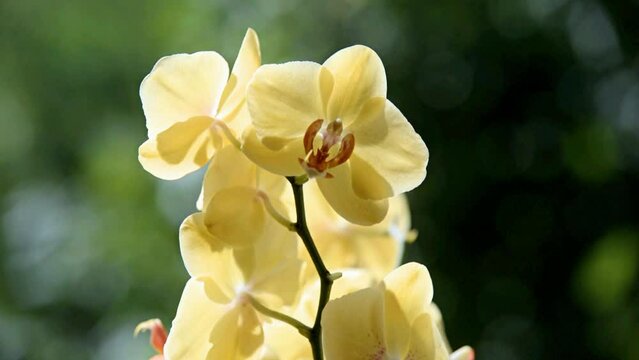 yellow Orchid branch on green natural background
