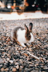 rabbit on the ground