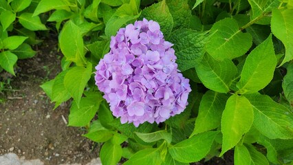 violet hydrangea flowers in garden