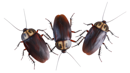 Group of cockroaches isolated on transparent and white background.PNG image