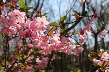 桜の咲く野川公園。