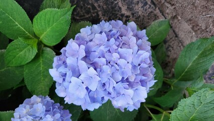 blue heart hydrangea flowers in garden