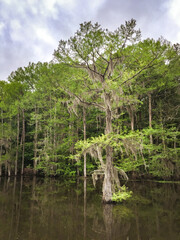 Caddo Lake State Park, in the piney woods ecoregion of East Texas, USA