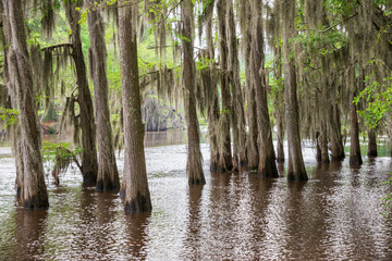 Obraz premium Caddo Lake State Park, in the piney woods ecoregion of East Texas, USA