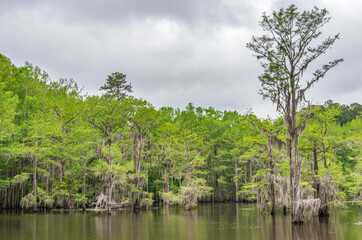 Obraz premium Caddo Lake State Park, in the piney woods ecoregion of East Texas, USA