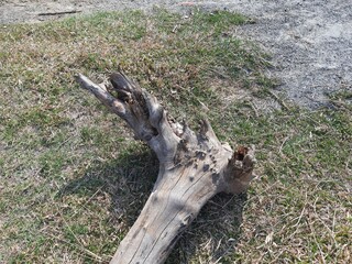 Dry wood in the field.  This wood is used for heating fire in cold weather and people cook food in the village. Dry tree branch. 