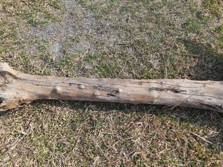 Dry wood in the field.  This wood is used for heating fire in cold weather and people cook food in the village. Dry tree branch. 