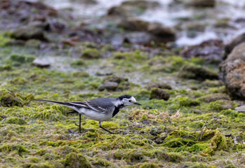 Oiseau - Bergeronnette grise - Motacilla alba