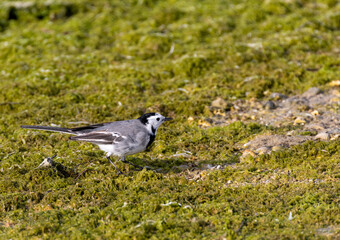 Oiseau - Bergeronnette grise - Motacilla alba