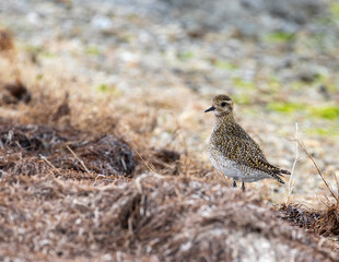 Oiseau - Pluvier doré - Pluvialis apricaria