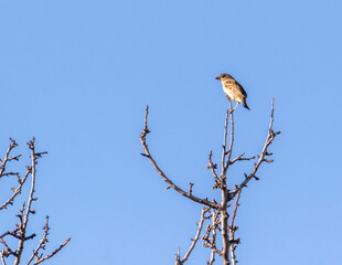 Oiseau - Moineau domestique - Passer domesticus