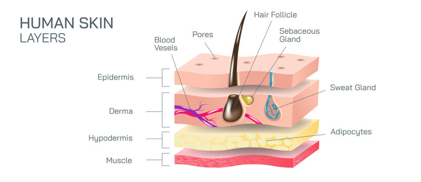 Human skin layers vector illustration. epidermis, dermis, the hypodermis are the main three anatomy of human skin. The layers protects from pathogens, UV light, chemicals and injuries.