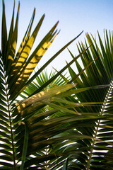 Kentia palm in golden hour