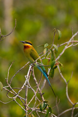 Fototapeta premium Birds and wildlife