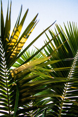 Kentia palms in golden hour