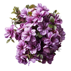 purple flowers isolated on transparent background
