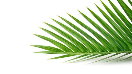 Palm leaf isolated on white background. Closeup of a branch of the coconut tree. Green tropical leaf