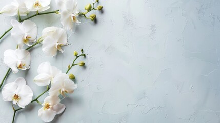 White Orchids on Textured Background with Copy Space