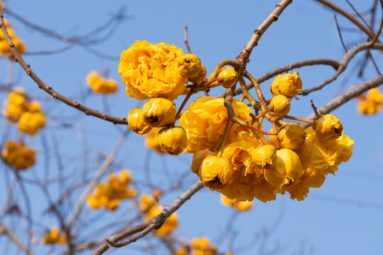 Yellow Silk Cotton flower, Scientific name is Cochlospermum religiosum Alston. silk-cotton tree, buttercup tree. yellow silk cotton or torchwood flower in Thailand