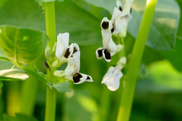 Blooming spotted bean flowers in the sun on a summer day (Vicia faba). Concept of natural...
