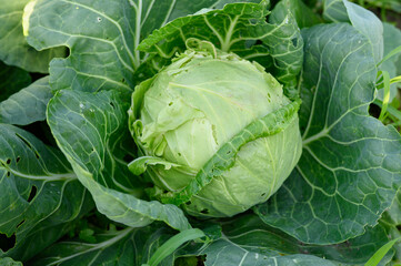 Cabbage head and leaves damaged by pests, close-up, growing in open ground. Consequences of...