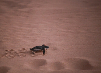 baby black leatherback turtle crawling into the sea in the evening
