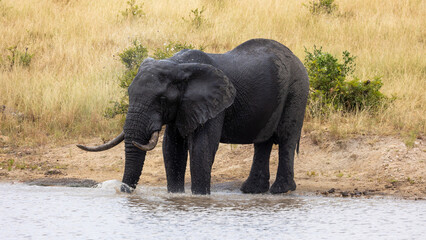 A big African elephant drinking water