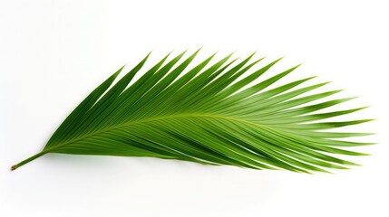 Single palm leaf isolated on white